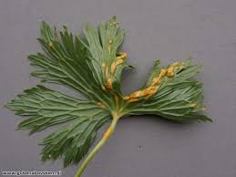 Attēlu rezultāti vaicājumam “Uromyces dactylidis”