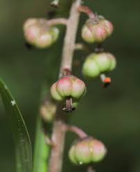 Attēlu rezultāti vaicājumam “Pyrola rotundifolia fruit”