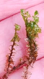 Attēlu rezultāti vaicājumam “Barbilophozia barbata”