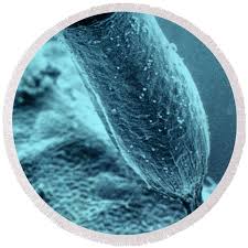 Attēlu rezultāti vaicājumam “Craterium minutum”