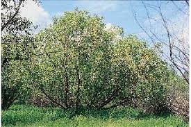 Attēlu rezultāti vaicājumam “Salix alba var. alba”