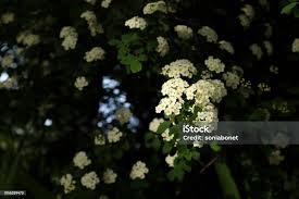 Attēlu rezultāti vaicājumam “Spiraea chamaedryfolia flower”