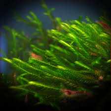 Attēlu rezultāti vaicājumam “Fontinalis antipyretica”