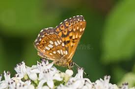 Attēlu rezultāti vaicājumam “Hamearis lucina upperside”