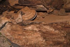 Attēlu rezultāti vaicājumam “Ganoderma applanatum”