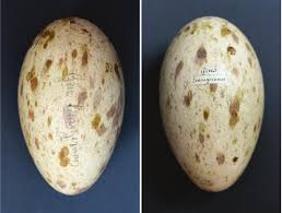 Attēlu rezultāti vaicājumam “Grus grus eggs”