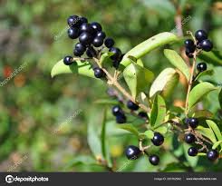 Attēlu rezultāti vaicājumam “Frangula alnus fruit”