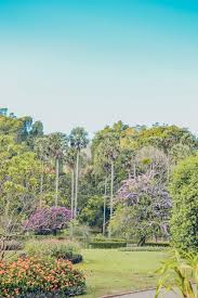 Image result for шри ланка королевский ботанический сад