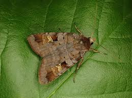 Attēlu rezultāti vaicājumam “Diarsia brunnea”