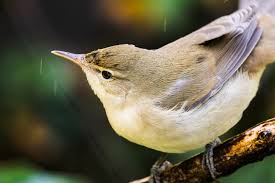 Attēlu rezultāti vaicājumam “Acrocephalus dumetorum”