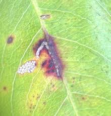 Attēlu rezultāti vaicājumam “Bucculatrix rhamniella”