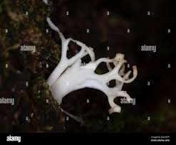 Attēlu rezultāti vaicājumam “Lentaria sp.”