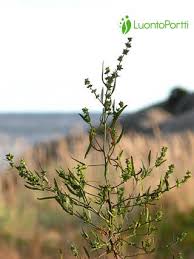 Attēlu rezultāti vaicājumam “Atriplex littoralis fruit”