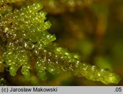 Attēlu rezultāti vaicājumam “Palustriella decipiens”