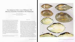 Attēlu rezultāti vaicājumam “Unio crassus”