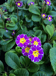 Image result for Primula elatior