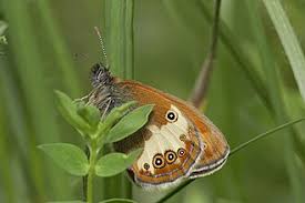Attēlu rezultāti vaicājumam “Coenonympha arcania underside”