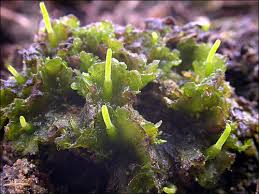 Attēlu rezultāti vaicājumam “Phaeoceros laevis subsp. carolinianus”