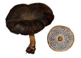 Attēlu rezultāti vaicājumam “Polyporus brumalis”