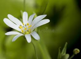 Attēlu rezultāti vaicājumam “Cerastium holosteoides”