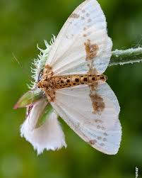 Attēlu rezultāti vaicājumam “Abraxas sylvata larva”