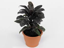 Attēlu rezultāti vaicājumam “Conardia compacta”