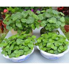 Attēlu rezultāti vaicājumam “Hydrocotyle vulgaris fruit”