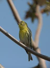 Image result for Serinus serinus