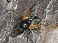 Attēlu rezultāti vaicājumam “Mesembrina meridiana”