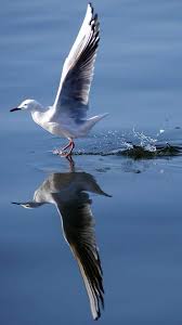 Image result for Chroicocephalus genei