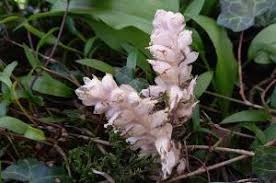 Attēlu rezultāti vaicājumam “Lathraea squamaria fruit”