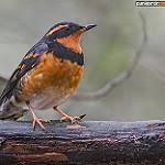 Image result for Ixoreus naevius