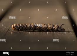 Attēlu rezultāti vaicājumam “Sphinx pinastri larva”