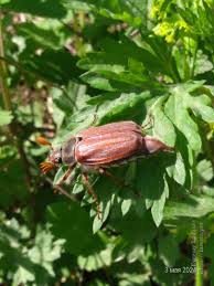Attēlu rezultāti vaicājumam “Melolontha melolontha imago”