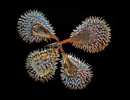 Attēlu rezultāti vaicājumam “Cynoglossum officinale fruit”