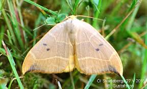 Attēlu rezultāti vaicājumam “Watsonalla binaria”