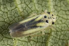 Attēlu rezultāti vaicājumam “Macrosteles sp.”