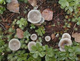 Attēlu rezultāti vaicājumam “Cantharellula umbonata”