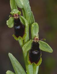 Attēlu rezultāti vaicājumam “Ophrys insectifera leaf”