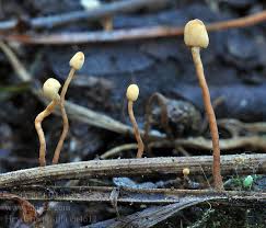 Attēlu rezultāti vaicājumam “Heyderia pusilla”