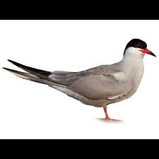 Attēlu rezultāti vaicājumam “Sterna”