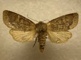 Attēlu rezultāti vaicājumam “Orthosia sp.”