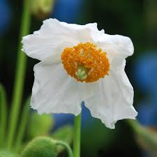 Image result for Meconopsis betonicifolia alba