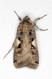 Attēlu rezultāti vaicājumam “Xestia c-nigrum”