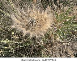 Attēlu rezultāti vaicājumam “Tragopogon heterospermus bud”