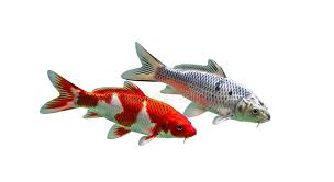 Image result for Cyprinus rubrofuscus