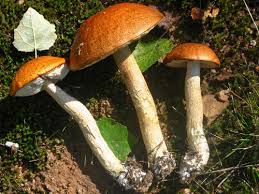 Attēlu rezultāti vaicājumam “Leccinum melaneum”