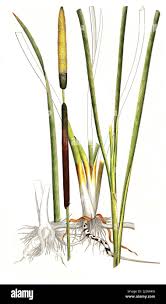 Image result for Rohrkolben