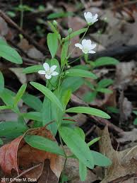 Attēlu rezultāti vaicājumam “Moehringia lateriflora flower”
