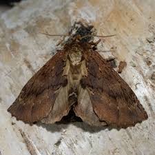 Attēlu rezultāti vaicājumam “Ptilodon capucina imago”